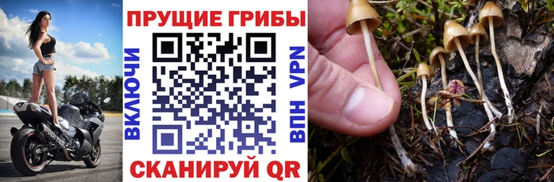 Галлюциногенные грибы мухоморы  Рославль 